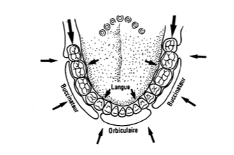Le couloir dentaire d'après Chateau (1979)