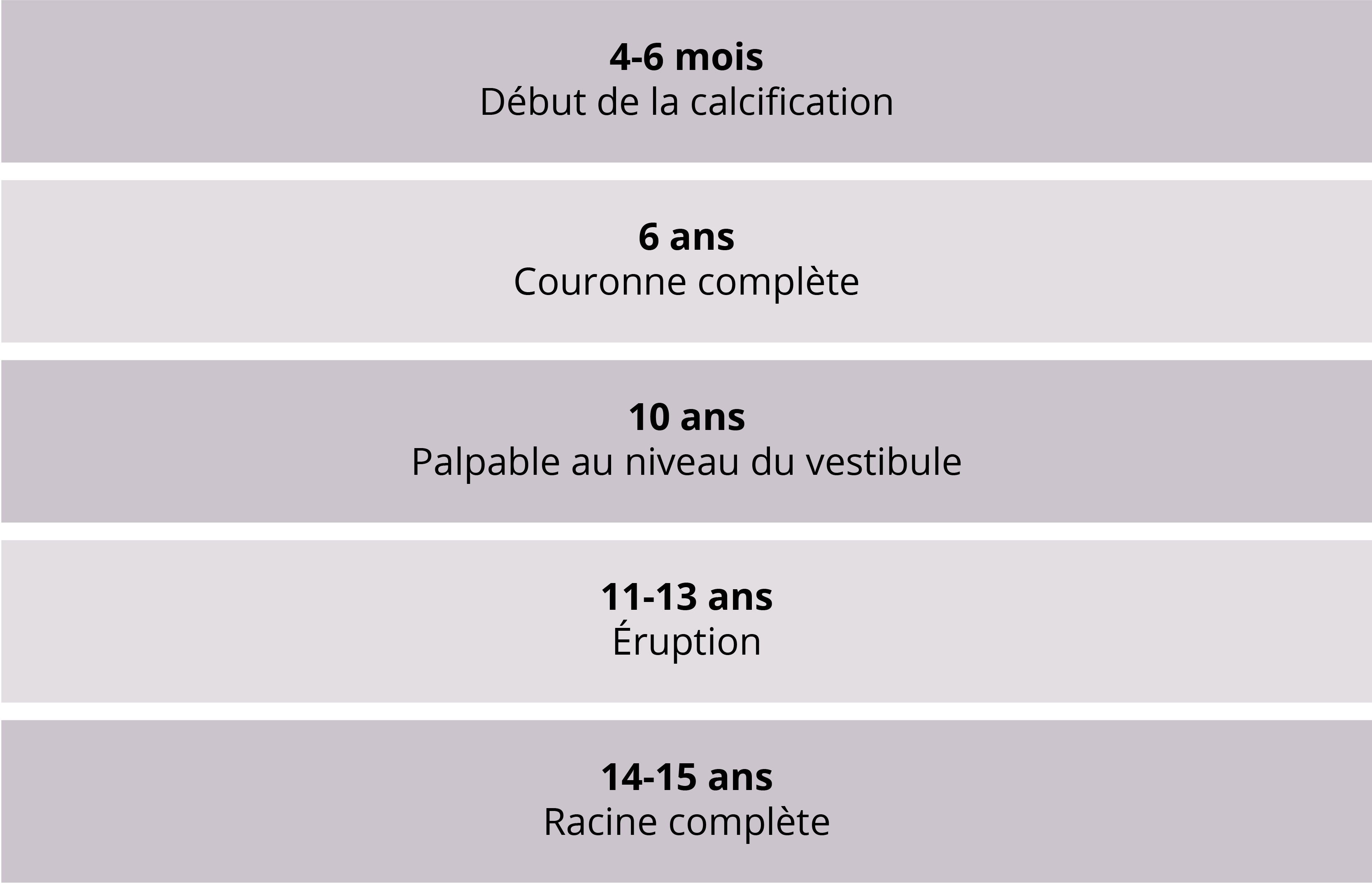 Canine-Inclusive-Maxillaire-Developpement