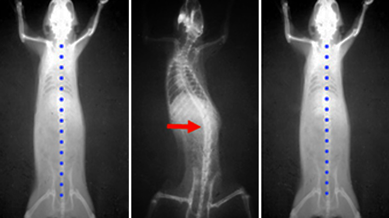 fig-01-mergui-revolution-dentisterie