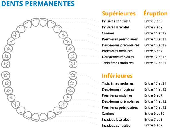 fig03-MTDents-article-Marie-Dacquin